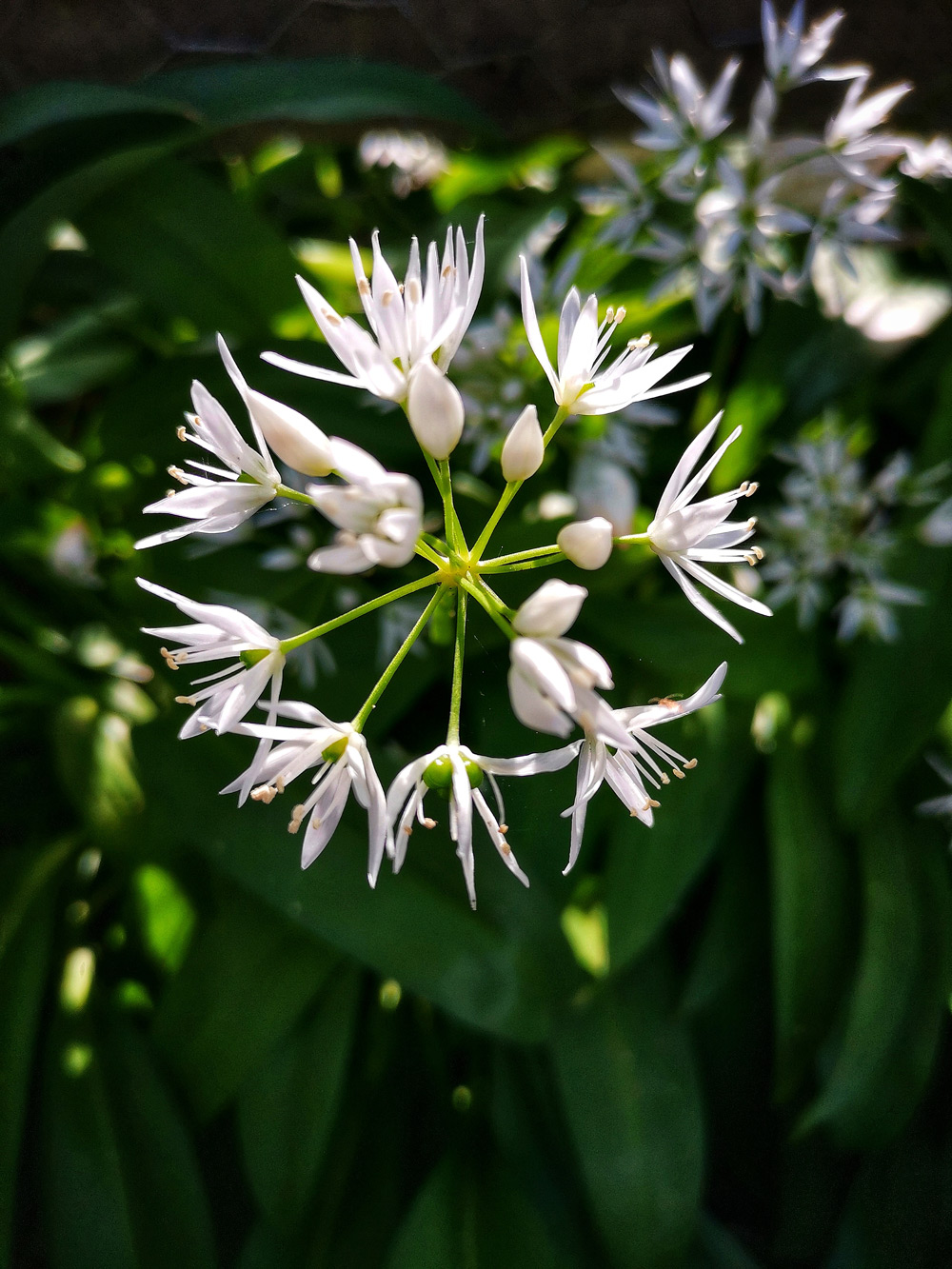 wild garlic